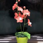Rdeča orhideja