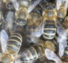 Vabilo DAN ODPRTIH VRAT-ČEBELNJAK, 21. april 2023